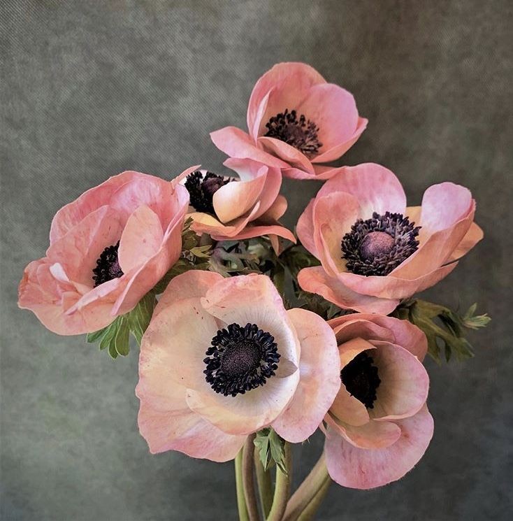 anemone cvet kako da što duže traju 
